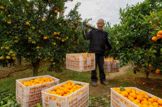 冬种秋收绘“丰”景！桃源县马鬃岭镇加大油菜、绿肥等冬季作物种植推广力度