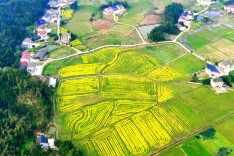桃源沙坪镇：百亩撂荒地开出遍野油菜花