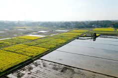 桃源县漆河镇：干群携手抢农时，不负春耕好时光