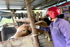 桃源理公港镇：抓实春季动物防疫，筑牢畜牧业安全防线