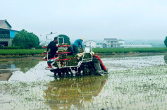 桃源茶庵铺镇：机械化育插秧，筑牢粮田稳产增收根基