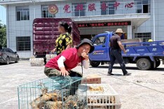 鸡苗送上门，增收有盼头！桃源郑家驿镇助残拓新路