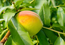 “桃”醉味蕾！武陵源区青龙垭村黄桃上市啦