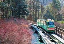 组图 | 张家界国家森林公园：梅花次第开放，邂逅冬日“梅”好