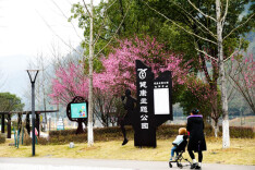 “梅”景上线！来张家界武陵源邂逅冬日浪漫