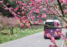 张家界黄石寨：梅开迎客来，共赴春之约