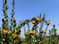 绚烂，回报日复一日的坚守——湘阴县东塘镇赛美生态农场见闻