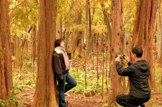 组图 | 新宁：冬日杉林美如画，多彩转车坪引客来