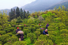 产业兴百姓富！新宁紫云山深耕林下经济，发展高山茶产业