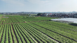 图片新闻 | 永兴高亭司镇：辣椒丰收，“鲜”辣上市