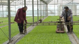 永兴烤烟：精细育苗，为丰产打底