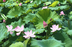 视频 | 永兴：西河湿地荷花开 满塘清香绕岸来