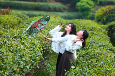 组图丨雨湖茶园，奏响春日“绿乐章”