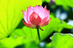 组图｜湘潭雨湖：荷花染夏，诗意满塘