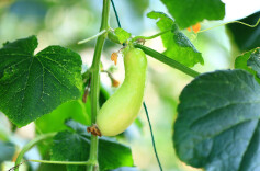 当季鲜货上线啦，湘潭雨湖区这个蔬果种植基地，邀你赴夏日采摘之约！