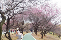 图片新闻｜湘潭雨湖：第一波梅花绽放，真香！