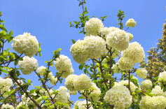 “雪球”开了，快来打卡！ 湘潭雨湖区九华湖绣球花盛放迎客