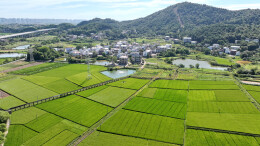 稻浪滚滚，瓜果飘香！一起来衡阳蒸湘区欣赏夏日田园美景
