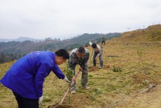 中方县袁家镇：春日油茶种植忙，栽下乡村振兴“新希望”