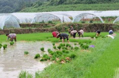 中方县千丘田村：秧苗移栽正当时，抢抓农时助增收