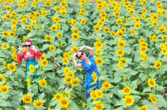 图片新闻 | 中方县：向日葵盛放，金色花海引客来