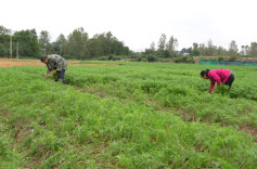 怀化中方：胡萝卜苗染绿田野 蔬菜产业助农增收
