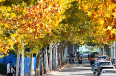 中方县：梧桐大道金黄铺展，生态美景引客来