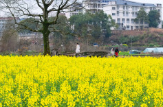 中方县泸阳村：油菜花开满地黄，田园风光入画来