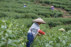 中方县：明前茶抢“鲜”开采，茶叶飘香助增收