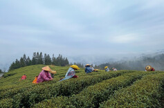 中方县接龙镇：春茶飘香采摘忙，以茶兴业促振兴