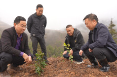 中方县花桥镇：荒山变“金山” ，油茶铺就富民路