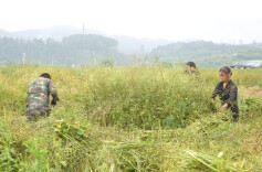 油菜收割忙，中方县下坪村 “稻油”轮作实现“一地双收”