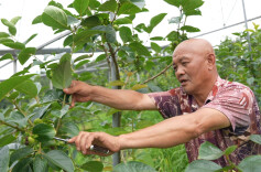 甜柿满枝管护忙！中方县白沙溪村特色产业拓宽群众增收路