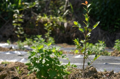 油茶树下种野菊，中方龙场村巧破林地“空窗期”拓宽富民路