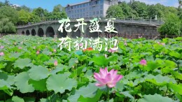视频 | 中方县：花开盛夏 荷韵满池