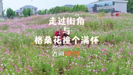 视频 | 中方县：走过街角，与格桑花撞个满怀
