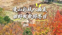 视频 | 飞阅中方·漫山彩林入画来，田野牧歌醉冬日