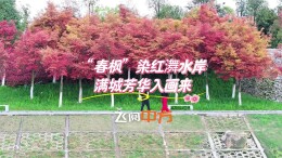 视频 | 飞阅中方：“春枫”染红㵲水岸，满城芳华入画来