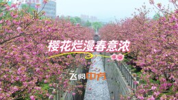 视频 | 飞阅中方：樱花烂漫春意浓