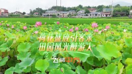 视频 | 中方县火马塘村：荷花盛放引客来