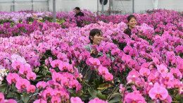 立足自身资源禀赋，中方县新建镇以“三大经济”解锁乡村振兴“核心密码”