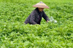 特色产业兴村富民！中方县新建镇：小艾叶变身群众增收致富“黄金叶”
