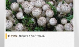 湖湘自然历丨蘑菇大炮，一级准备