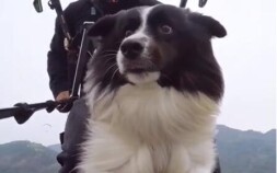 長沙一寵物犬隨主人坐滑翔傘  空中演繹現實版“目瞪狗呆”