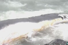 日本海岸漂浮大型鲸鱼尸体