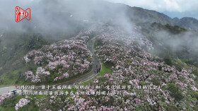 永州双牌：上春山，赴一场繁花似锦的浪漫花事