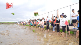 200多名学生化身“农夫”，在田里搞起了插秧比赛