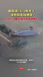 鄱阳湖5头江豚死于渔网和鱼线缠绕，一头小江豚在油污中拼命挣扎