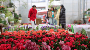 新春近 花卉俏