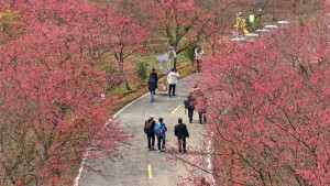 冬樱绽放引客来